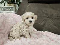 Rumi, a female Maltipoo for sale in Clarksville, TN – 4 of 4