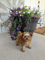 Micro tcup Delilah, a female Maltipoo for sale in Clarksville, TN – 3 of 10