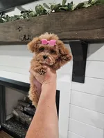 TINY Daphne , a female Maltipoo for sale in Clarksville, TN – 6 of 9