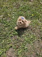 Tcup Daphne , a female Maltipoo for sale in Clarksville, TN – 6 of 6