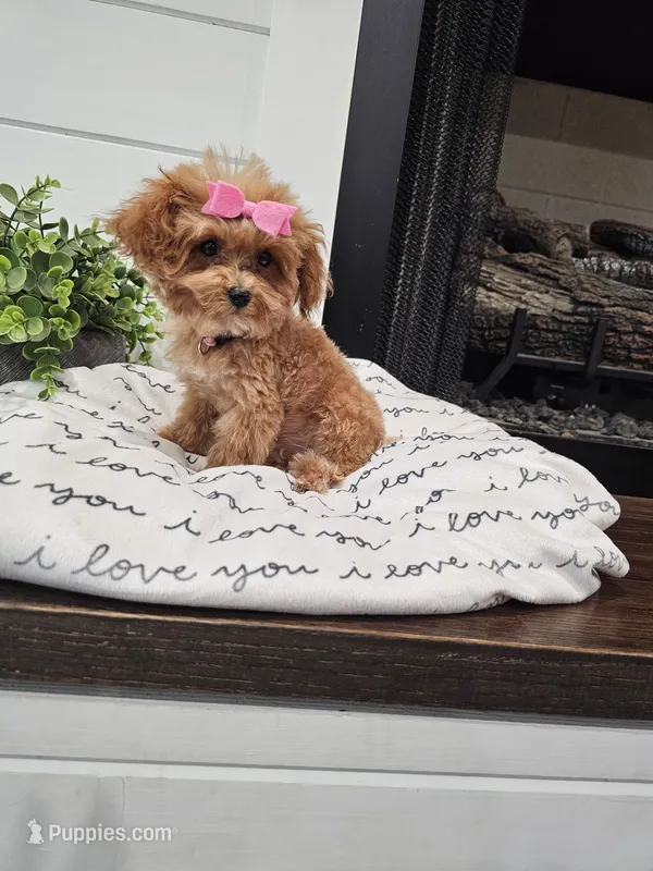 TCUP Daphne  – Maltipoo puppy for sale in Clarksville, TN