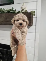 Theodore (Teddy), a female Maltipoo for sale in Clarksville, TN – 8 of 9