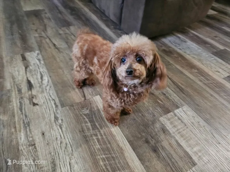 Scarlet – Poodle - Toy  puppy for sale in Clarksville, TN
