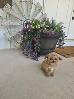 Tcup Daphne , a female Maltipoo for sale in Clarksville, TN – 3 of 6