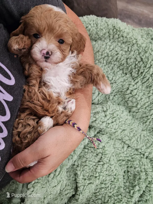 Simon – Maltipoo puppy for sale in Clarksville, TN