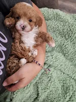Simon, a male Maltipoo for sale in Clarksville, TN – 1 of 6