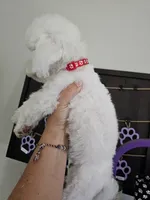 Mary's little lamb, a female Maltipoo for sale in Clarksville, TN – 2 of 9