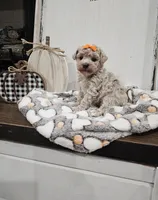 Elsa, a female Maltipoo for sale in Clarksville, TN – 7 of 8
