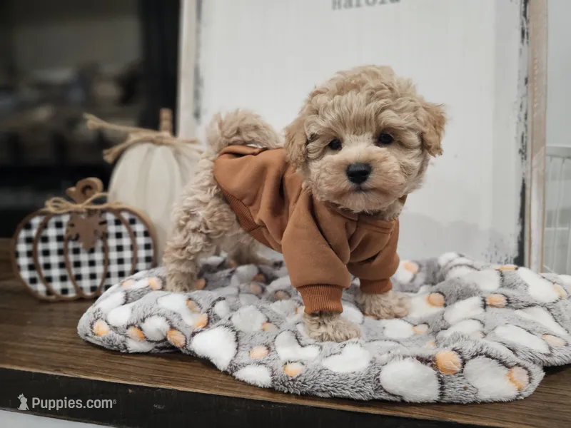 Theodore (Teddy) – Maltipoo puppy for sale in Clarksville, TN