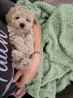 Theodore (Teddy), a female Maltipoo for sale in Clarksville, TN – 3 of 9