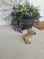 Tcup Daphne , a female Maltipoo for sale in Clarksville, TN – 2 of 6