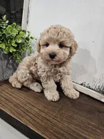 Theodore (Teddy), a female Maltipoo for sale in Clarksville, TN – 5 of 9