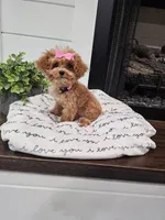 TINY Daphne , a female Maltipoo for sale in Clarksville, TN – 4 of 9
