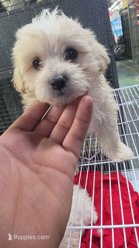 ""Teddy"" – Maltipoo, Poodle - Toy  puppy for sale in Los Angeles, CA