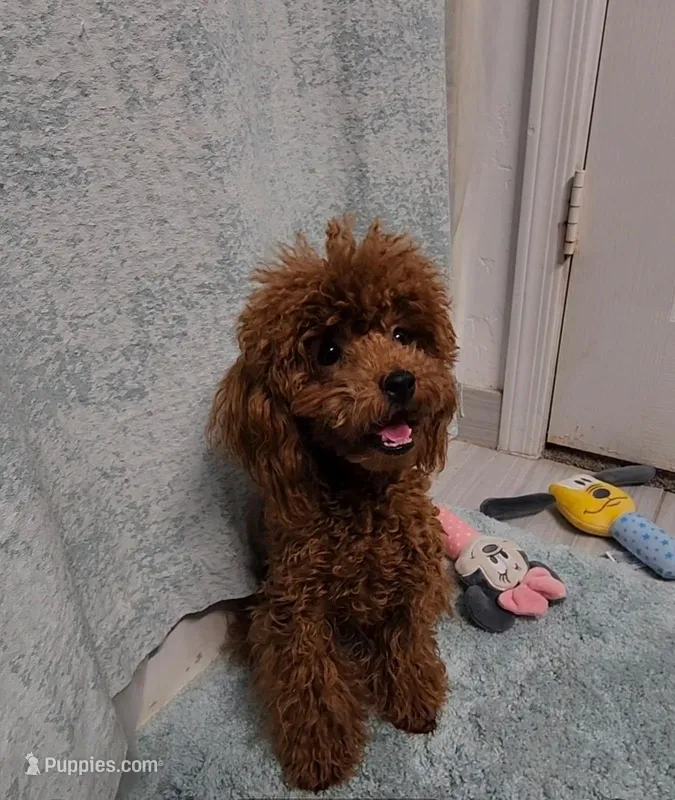 Diego 4.4 lbs Teacup /fixed/Beautiful Red Puppy ❤️ – Poodle - Toy  puppy for sale in Phoenix, AZ