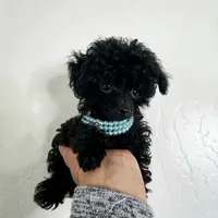 Buttons Tiny Teacup 2.5 lb full grown 💙, a male Poodle - Toy  for sale in Phoenix, AZ – Photo 6 of 8