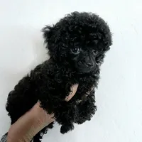 Buttons Tiny Teacup 2.5 lb full grown 💙, a male Poodle - Toy  for sale in Phoenix, AZ – Photo 3 of 8