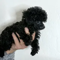 Buttons Tiny Teacup 2.5 lb full grown 💙, a male Poodle - Toy  for sale in Phoenix, AZ – Photo 7 of 8