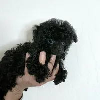 Buttons Tiny Teacup 2.5 lb full grown 💙, a male Poodle - Toy  for sale in Phoenix, AZ – Photo 8 of 8