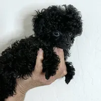 Buttons Tiny Teacup 2.5 lb full grown 💙, a male Poodle - Toy  for sale in Phoenix, AZ – Photo 4 of 8