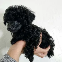 Buttons Tiny Teacup 2.5 lb full grown 💙, a male Poodle - Toy  for sale in Phoenix, AZ – Photo 5 of 8