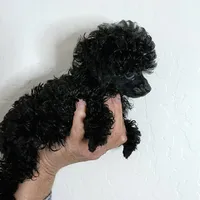 Buttons Tiny Teacup 2.5 lb full grown 💙, a male Poodle - Toy  for sale in Phoenix, AZ – Photo 2 of 8