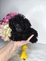 Buttons Tiny Teacup 2.5 lb full grown 💙, a male Poodle - Toy  for sale in Phoenix, AZ – Photo 1 of 8