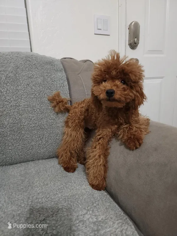 Benji Full AKC ❣️ – Poodle - Toy  puppy for sale in Phoenix, AZ