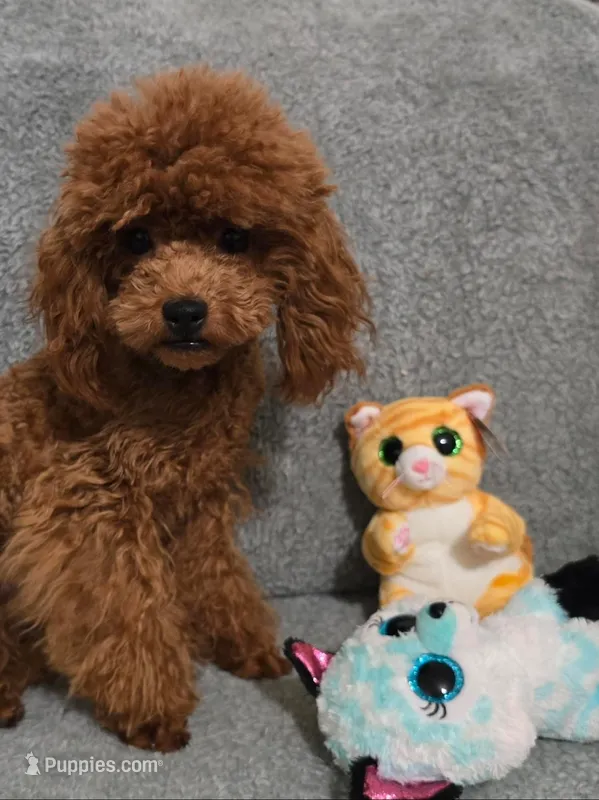 Diego – Poodle - Toy  puppy for sale in Phoenix, AZ