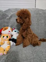 Diego, a male Poodle - Toy  for sale in Phoenix, AZ – Photo 2 of 3