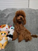 Diego, a male Poodle - Toy  for sale in Phoenix, AZ – Photo 3 of 3
