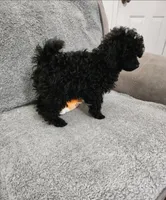 Tango Small Toy AKC ❤️, a male Poodle - Toy  for sale in Phoenix, AZ – Photo 7 of 8