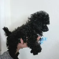 Tango Small Toy AKC ❤️, a male Poodle - Toy  for sale in Phoenix, AZ – Photo 6 of 8