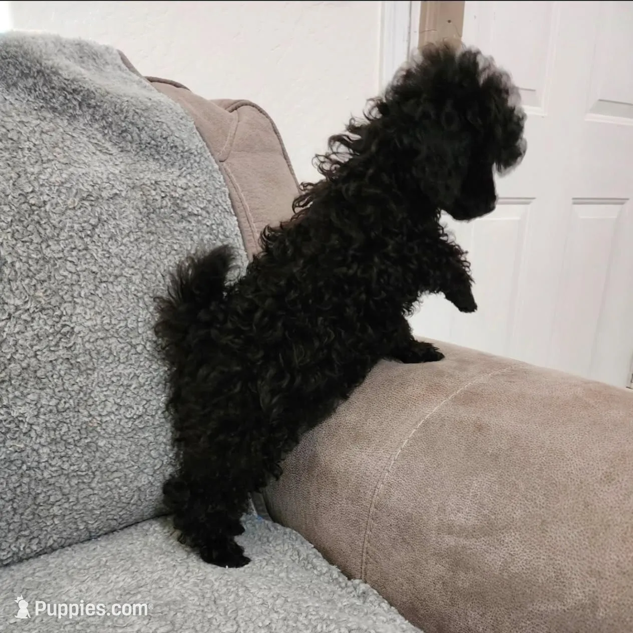 Tango Small Toy AKC ❤️, a male Poodle - Toy  for sale in Phoenix, AZ – Photo 5 of 8