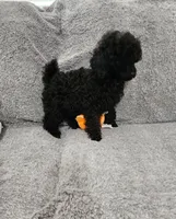 Tango Small Toy AKC ❤️, a male Poodle - Toy  for sale in Phoenix, AZ – Photo 4 of 8