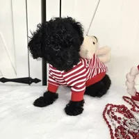 Tango Small Toy AKC ❤️, a male Poodle - Toy  for sale in Phoenix, AZ – Photo 8 of 8