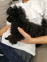 Tango Small Toy AKC ❤️, a male Poodle - Toy  for sale in Phoenix, AZ – Photo 2 of 8