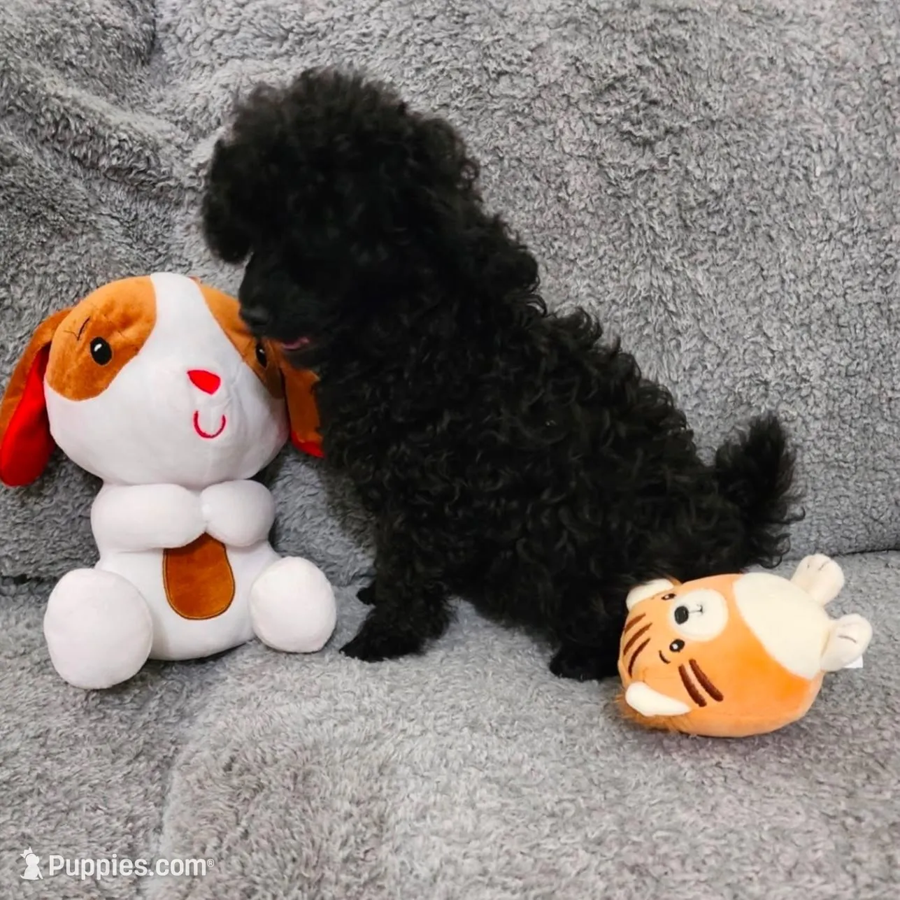Tango Small Toy AKC ❤️, a male Poodle - Toy  for sale in Phoenix, AZ – Photo 3 of 8