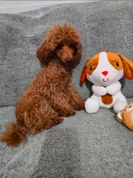 Sasha Full AKC 💖, a female Poodle - Toy  for sale in Phoenix, AZ – Photo 3 of 3