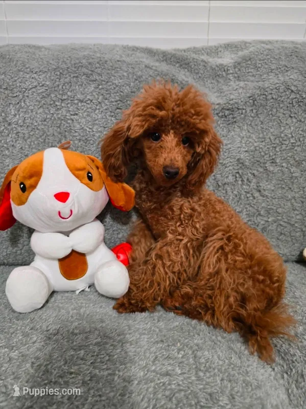 Sasha Full AKC 💖 – Poodle - Toy  puppy for sale in Phoenix, AZ