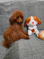 Sasha Full AKC 💖, a female Poodle - Toy  for sale in Phoenix, AZ – Photo 2 of 3