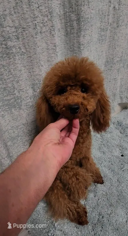 Sasha Full AKC 💖 – Poodle - Toy  puppy for sale in Phoenix, AZ