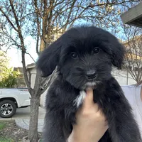 Cali, a female Goldendoodle and Mal Shi for sale in Elk Grove, CA – Photo 2 of 4