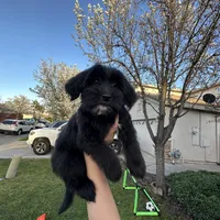 Cali, a female Goldendoodle and Mal Shi for sale in Elk Grove, CA – Photo 3 of 4