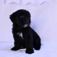 Cali, a female Goldendoodle and Mal Shi for sale in Elk Grove, CA – Photo 1 of 4