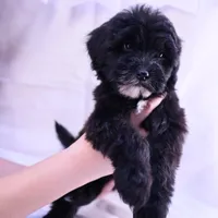 Willow, a female Goldendoodle and Mal Shi for sale in Elk Grove, CA – Photo 1 of 3