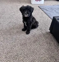 Willow, a female Goldendoodle and Mal Shi for sale in Elk Grove, CA – Photo 2 of 3