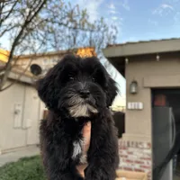 Willow, a female Goldendoodle and Mal Shi for sale in Elk Grove, CA – Photo 3 of 3