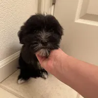 Luna, a female Goldendoodle and Mal Shi for sale in Elk Grove, CA – Photo 3 of 4