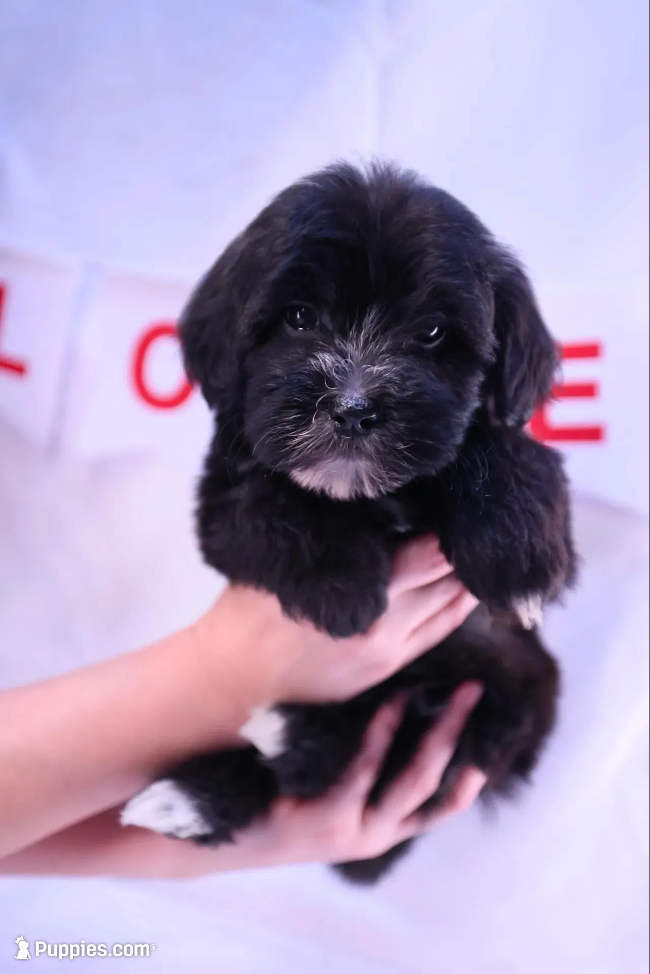 Luna, a female Goldendoodle and Mal Shi for sale in Elk Grove, CA – Photo 1 of 4